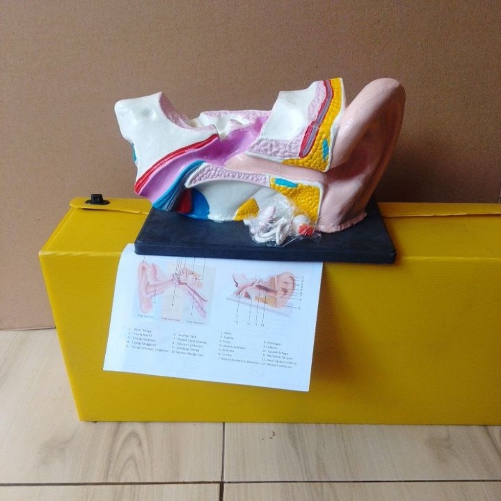 

model telinga, model telinga manusia, durabel, IPA biologi