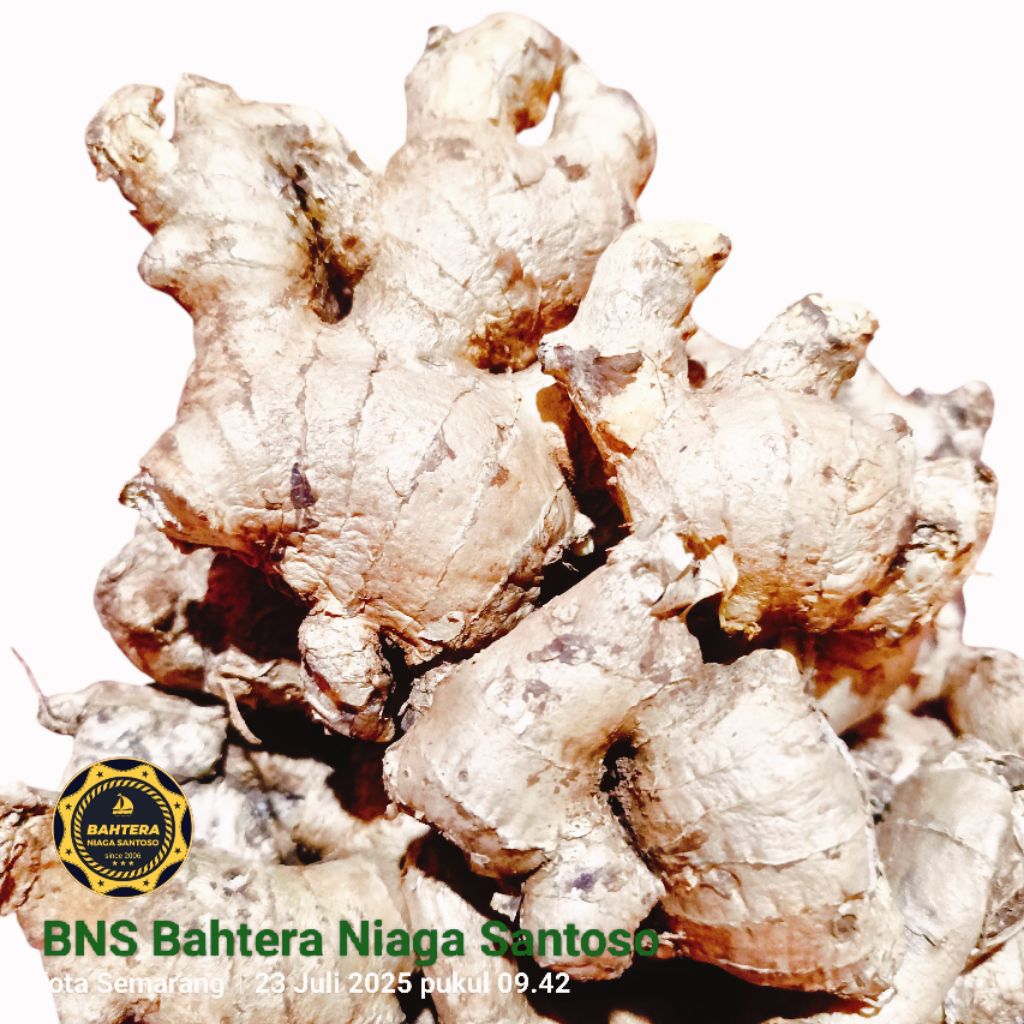 

Jahe Gajah Segar - Rimpang Besar, Rasa Lembut, Manfaat Sehat Dari Petani Lokal Jawa Tengah