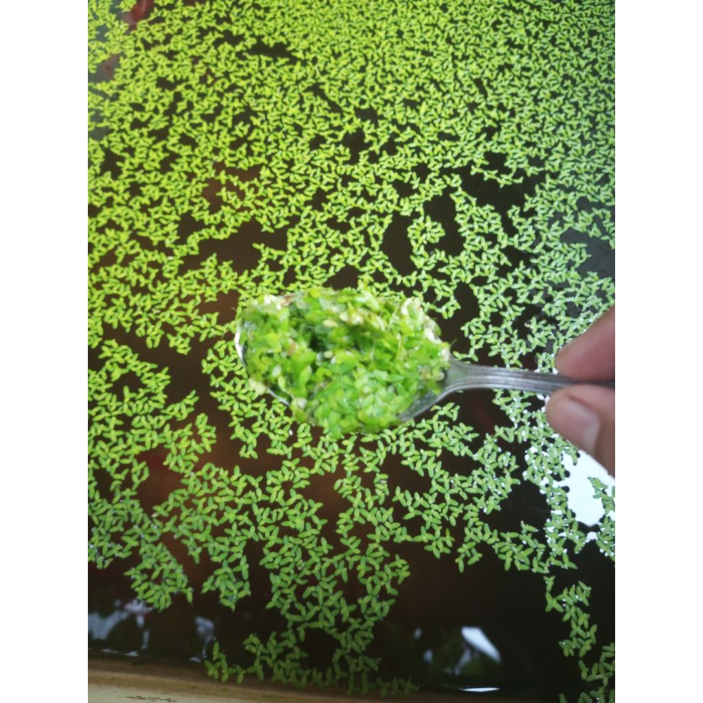 Tanaman air mata lele / Duckweed pakan alternatif