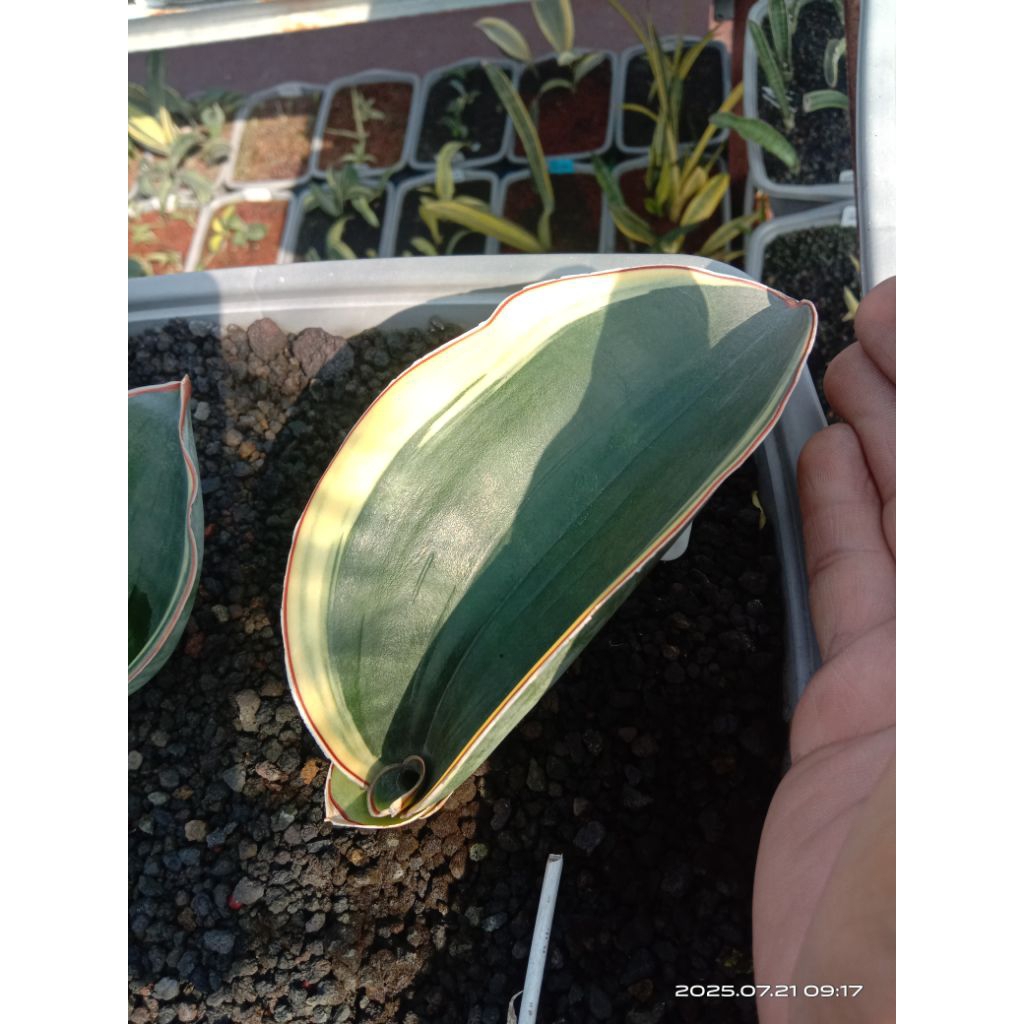 sansevieria dragon black variegata / lidah mertua dragon black var