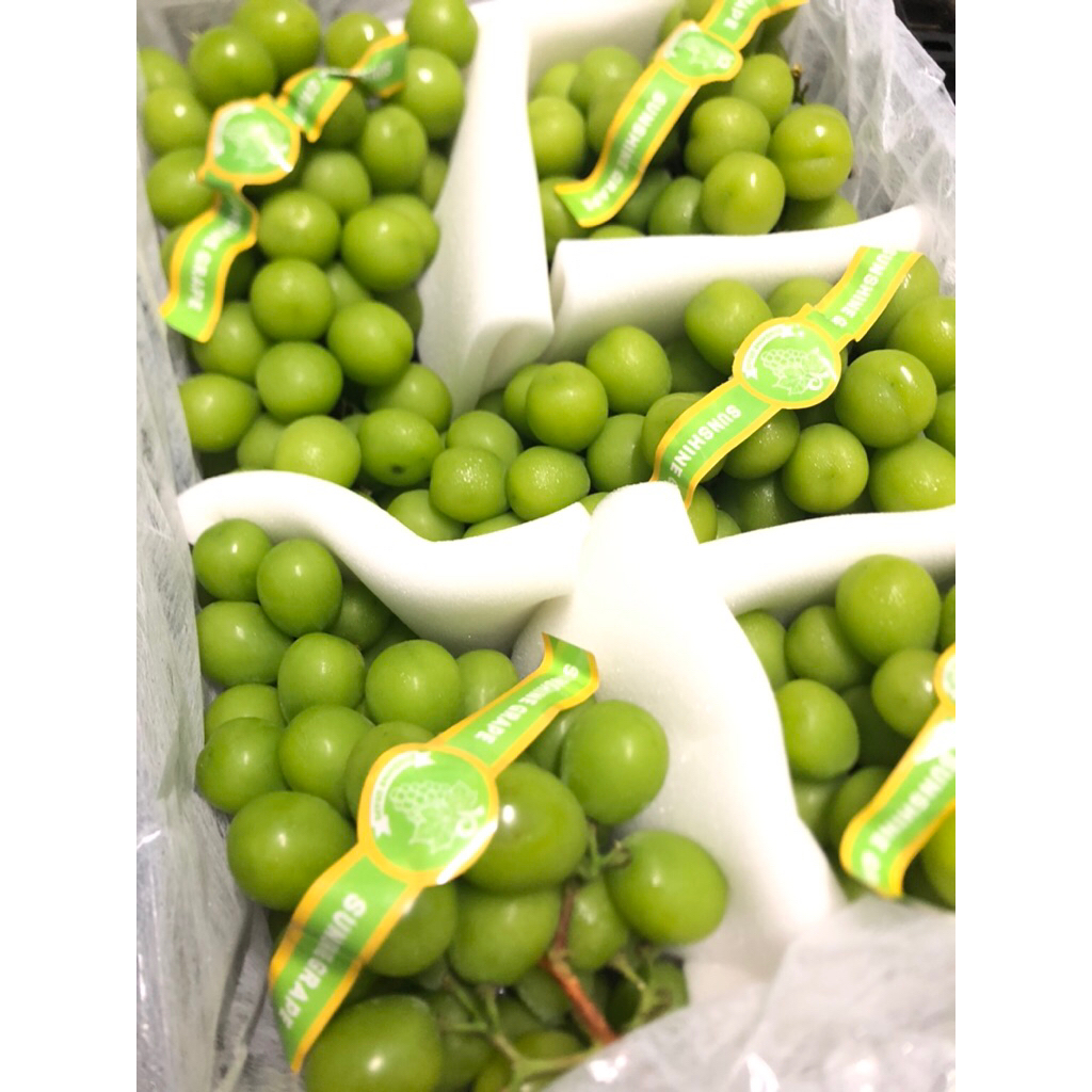 

Anggur Shine Muscat China KTA /kg