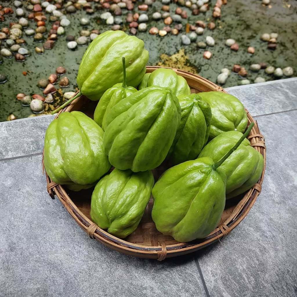

Labu Siam Fresh Segar 1kg / Labu Siam Langsung Di Petik Dari Kebun / Labu Siam Sayur Untuk Bahan Sayur COD