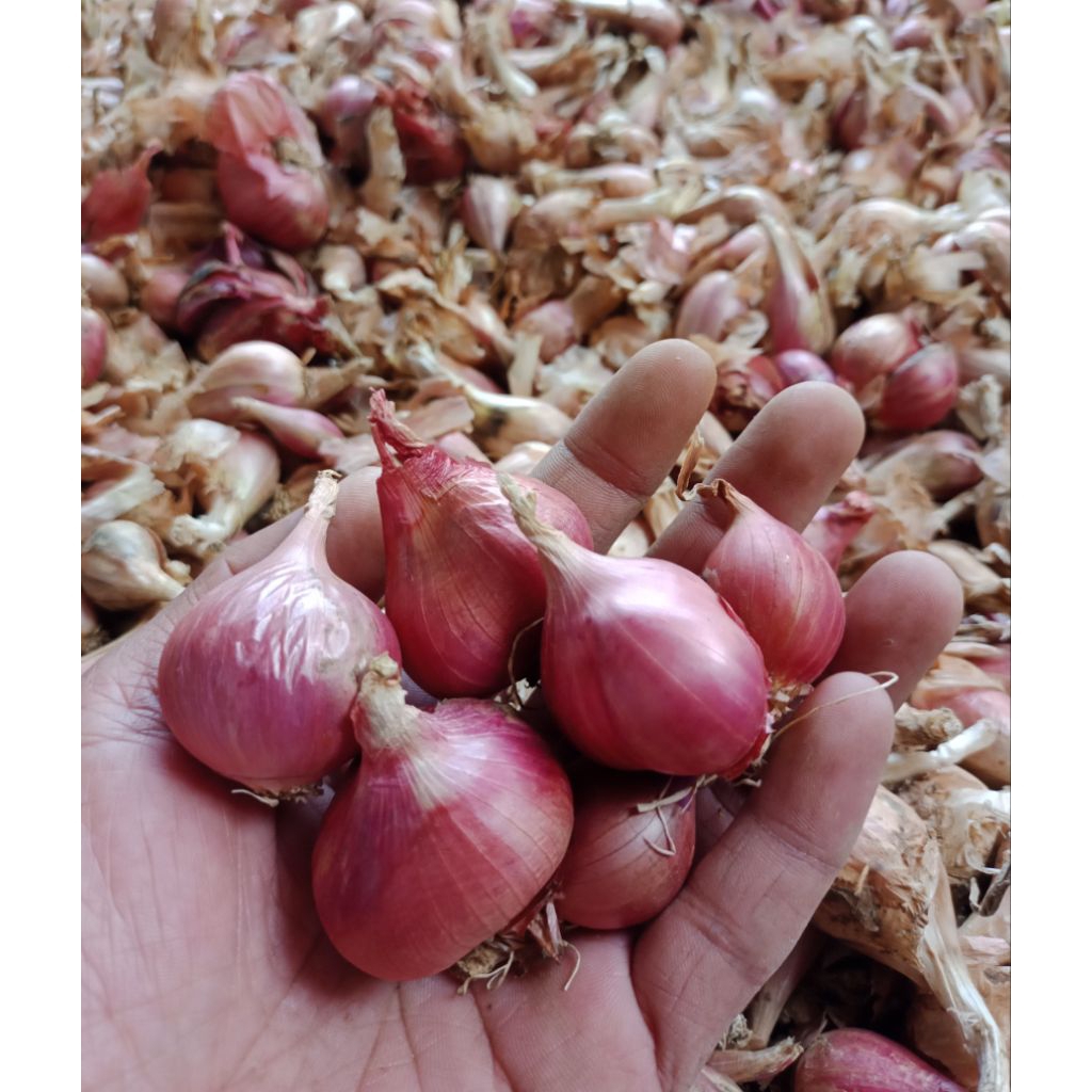 

bawang merah brebes (ukuran sedang) 500 gram - 1000 gram