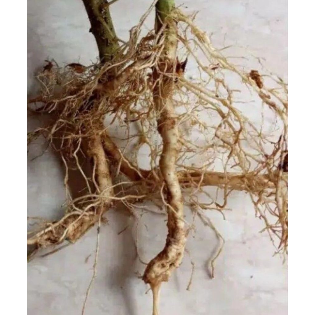 

Akar pohon takokak segar berkualitas alami 250 gram