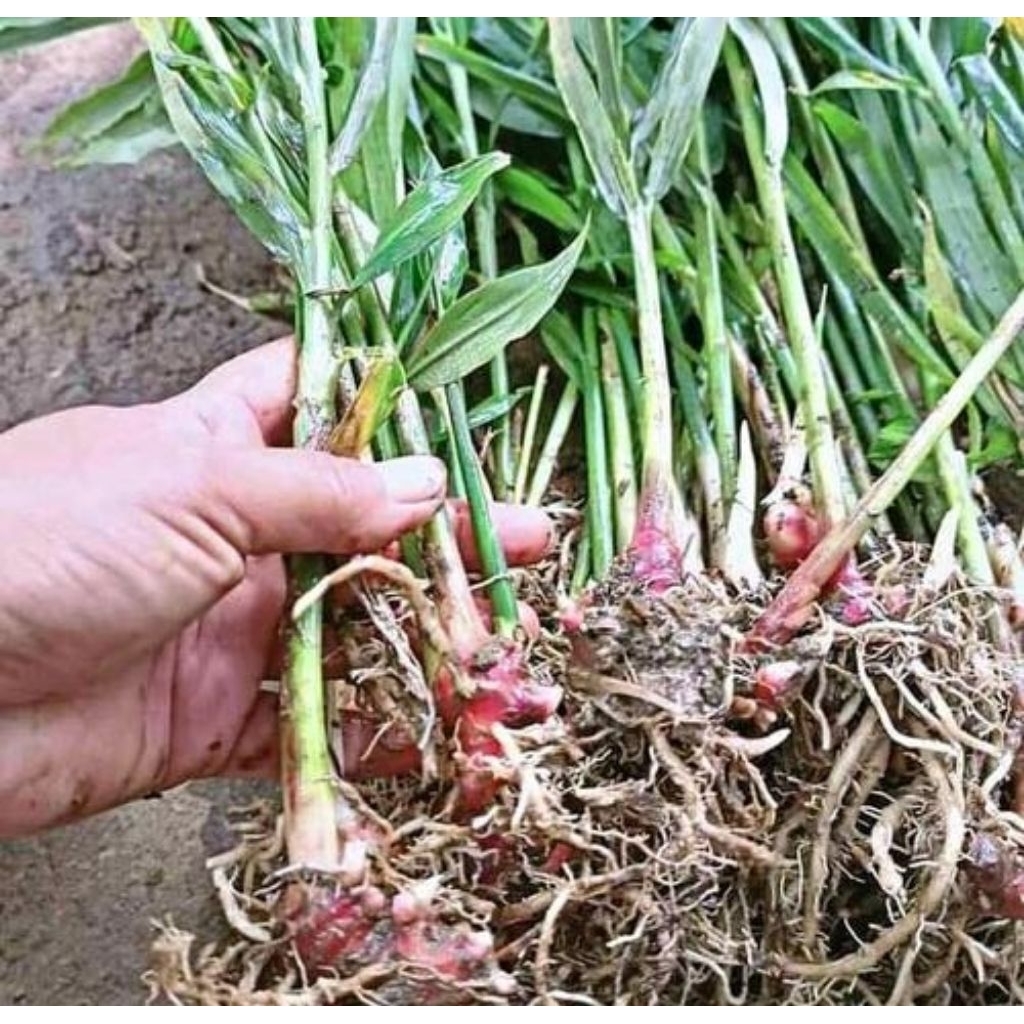 Bibit jahe merah super siap tanam