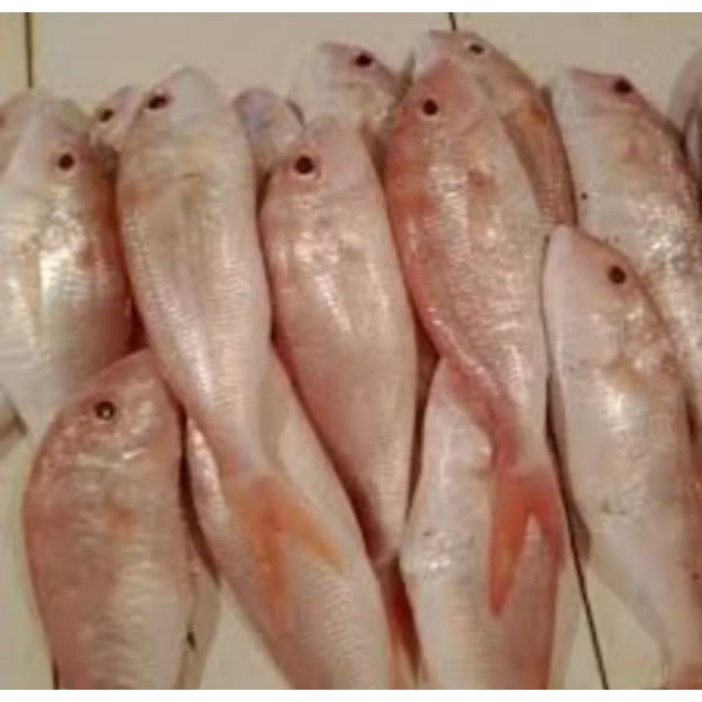 

Ikan Trisi Ikan Kurisi Laut Segar dan Fresh