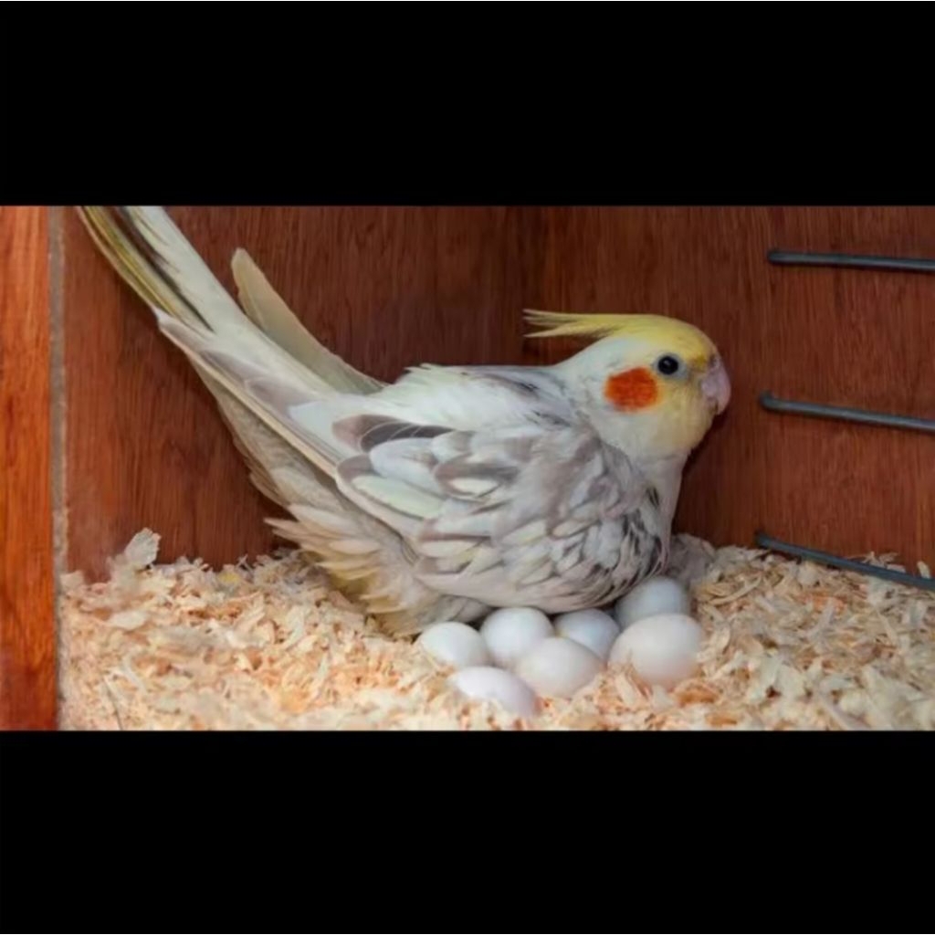 

telur fertil burung falk/parkit Australia