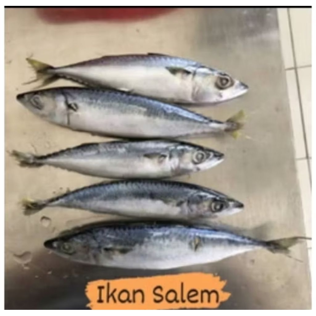 

Ikan Salem segar dan fresh