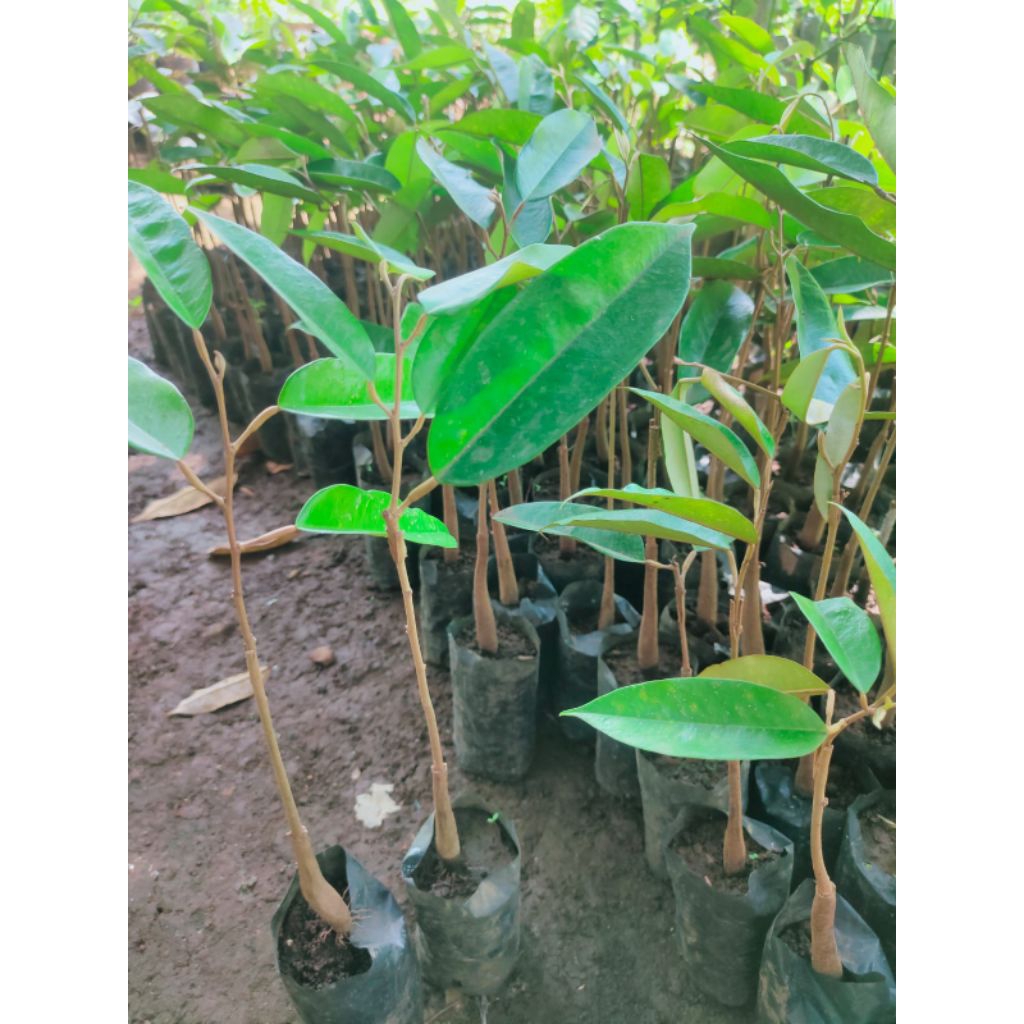 

Baby Durian Duri Hitam Dan Okulasi