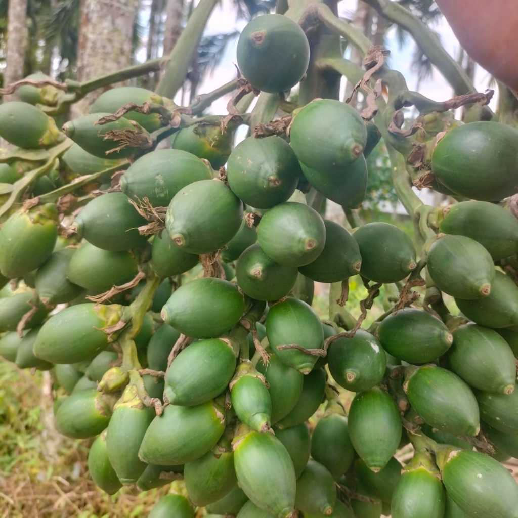 

Pinang muda 1kg segar petikan langsung / pinang lokal kampung