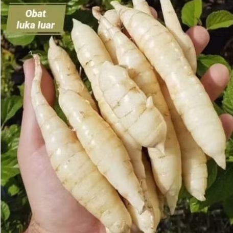 

Umbi Kerut/garut Muria 1kg– Solusi Alami untuk Kesehatan Lambung