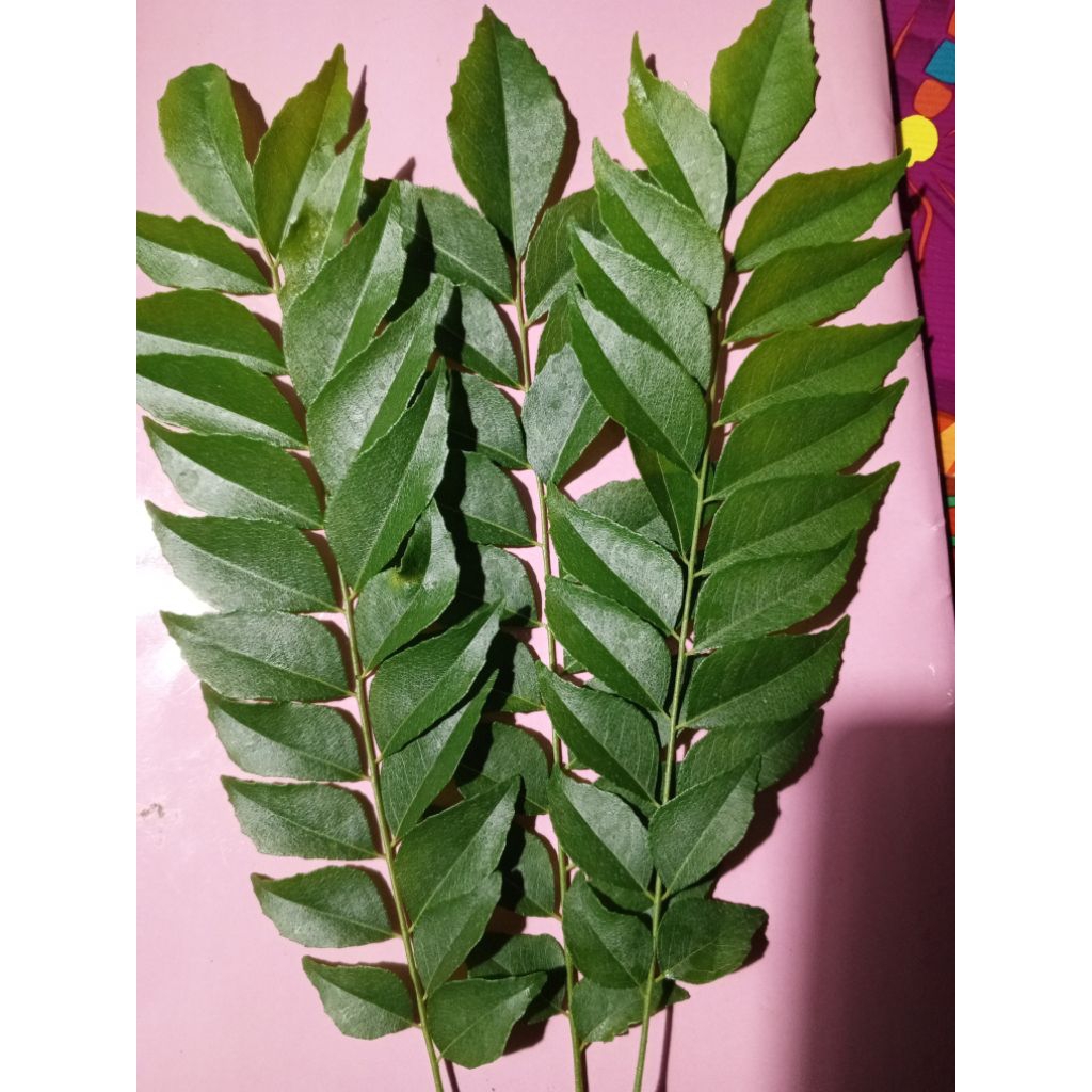 

Daun kari segar pertangkai