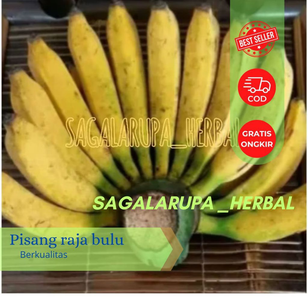 

PISANG RAJA BULU MENTAH SEGAR 1 KG