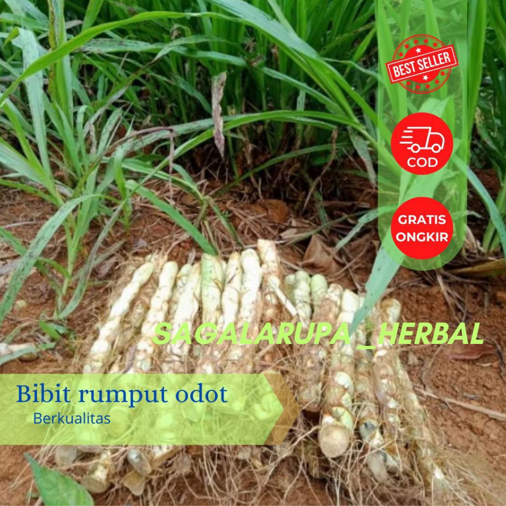 

BIBIT RUMPUT ODOT ORIGINAL 1 KG