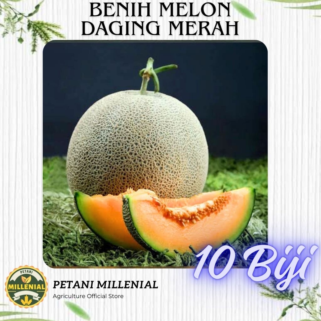 REPACK Benih Melon Merlin F1 10 biji - Bibit melon daging merah