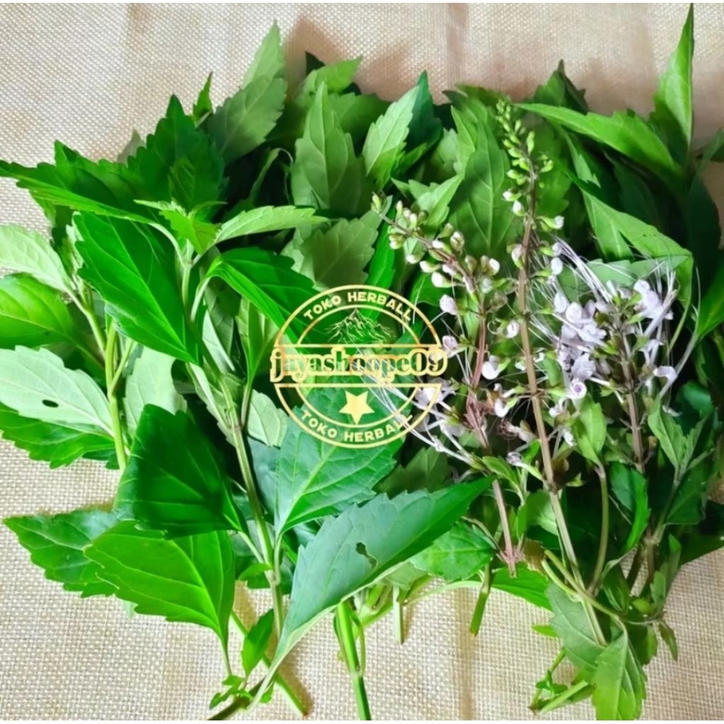 

daun kumis kucing segar berat 1 kg