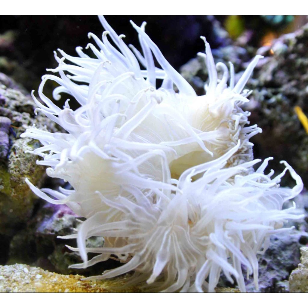 

RUMAH IKAN NEMO/ WHITE ANEMONE