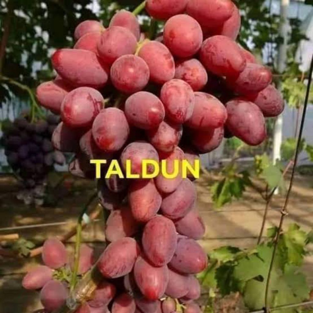 

Anggur Import Taldun