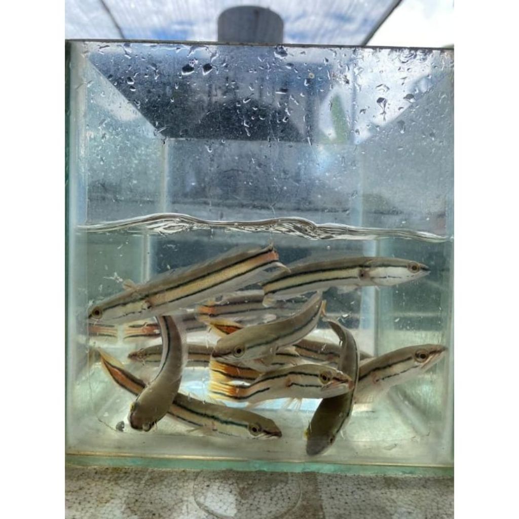 hiasan akuarium chanah Toman