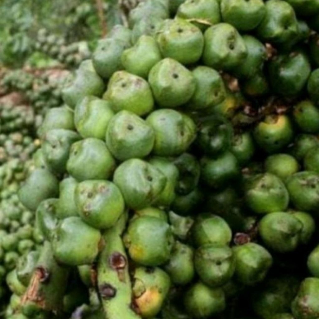 

buah aren segar pres 1kg