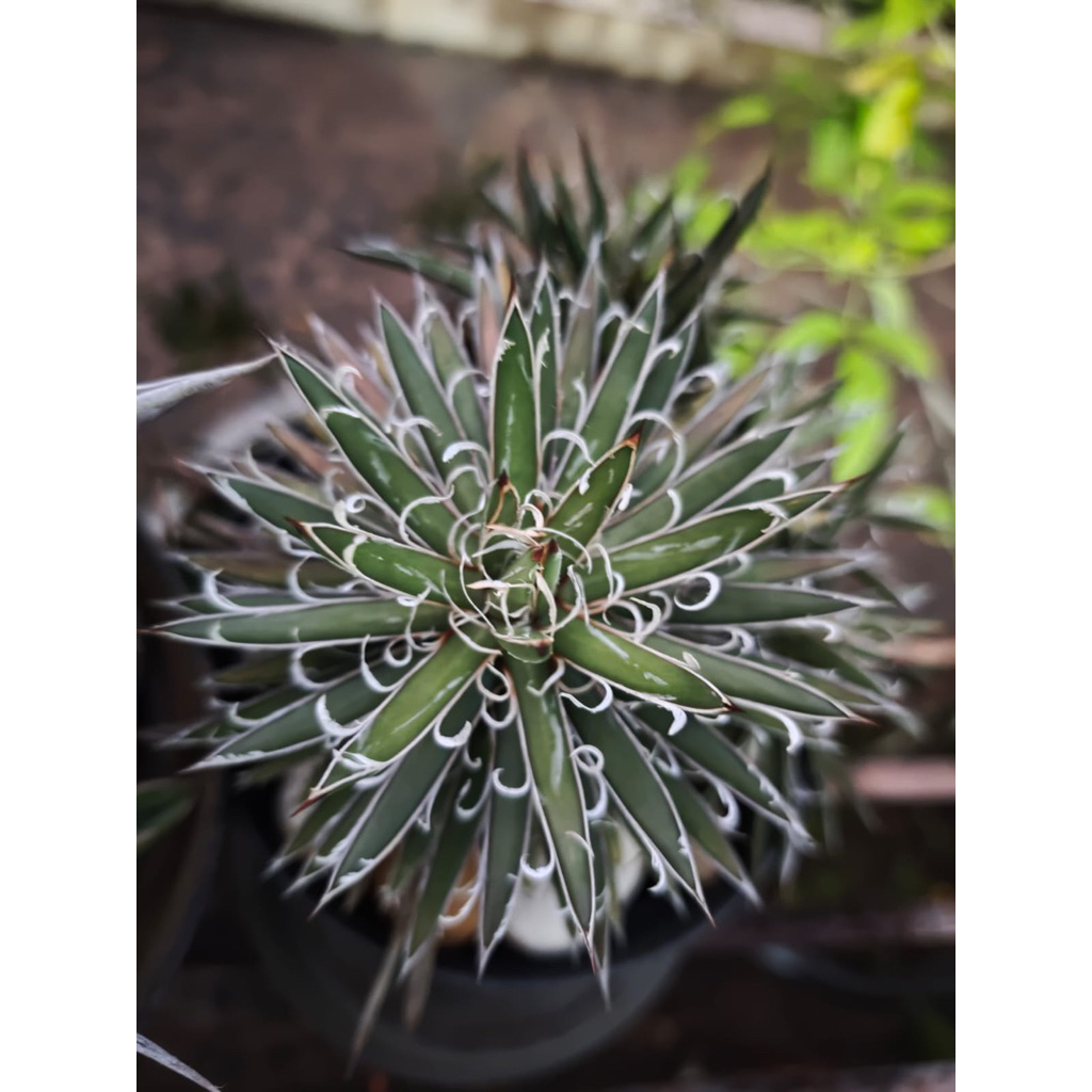 Thread Agave (Agave filifera)
