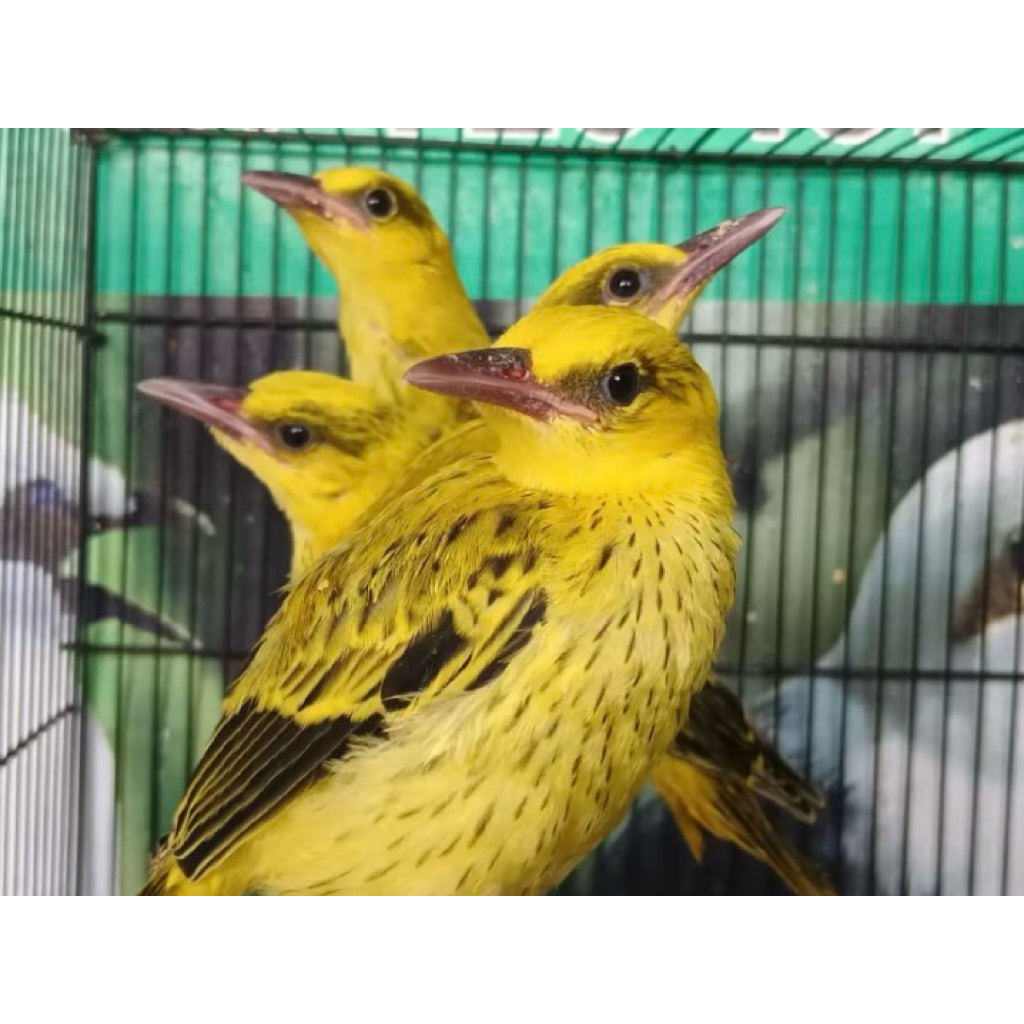Burung kepodang anak lolohan