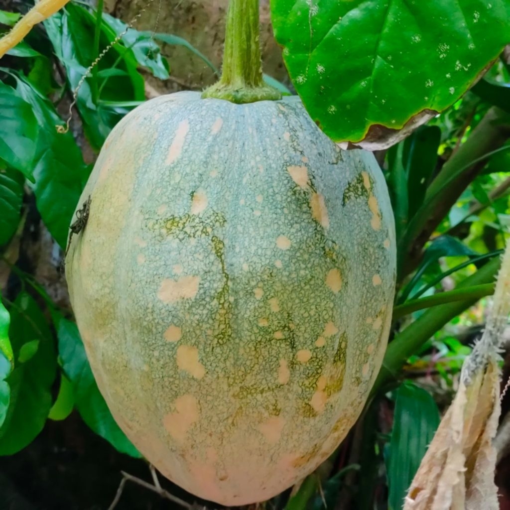 

labu kuning labu tua jumbo labu besar/ pumpkim