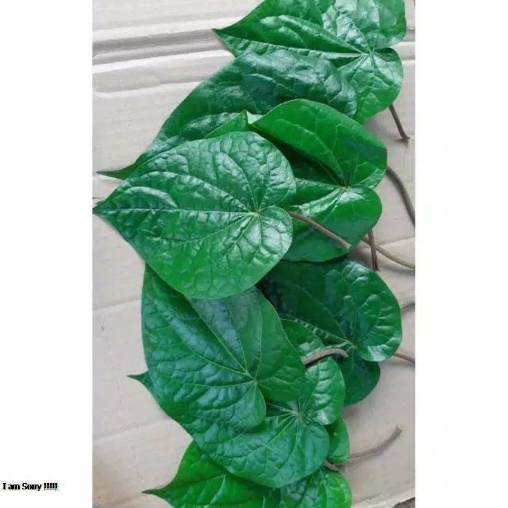 

Sirih Hijau Organik Kualitas Baik Super Langsung Petik Dari Pohon