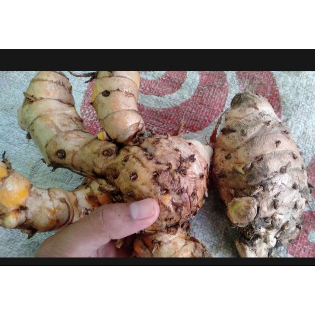 

Termurahhh Temulawak segar fres per 1 kg