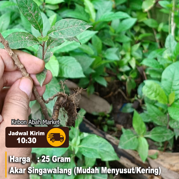 

Jual Akar Singa Walang Singawalang Singo Singowalang Segar Mudah Kering 25 Gram Petiveria alliacea L.