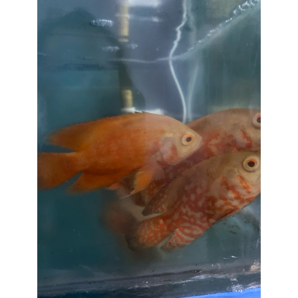 Paket 2 Oscar Paris Albino 9-10 CM 2,5 - 3 Jari