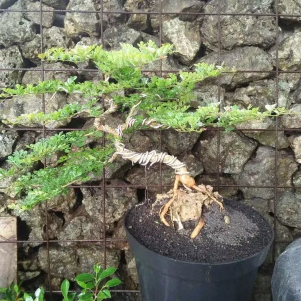 Biji benih pohon kayu kawista batu/kawista krikil( bahan bonsai)