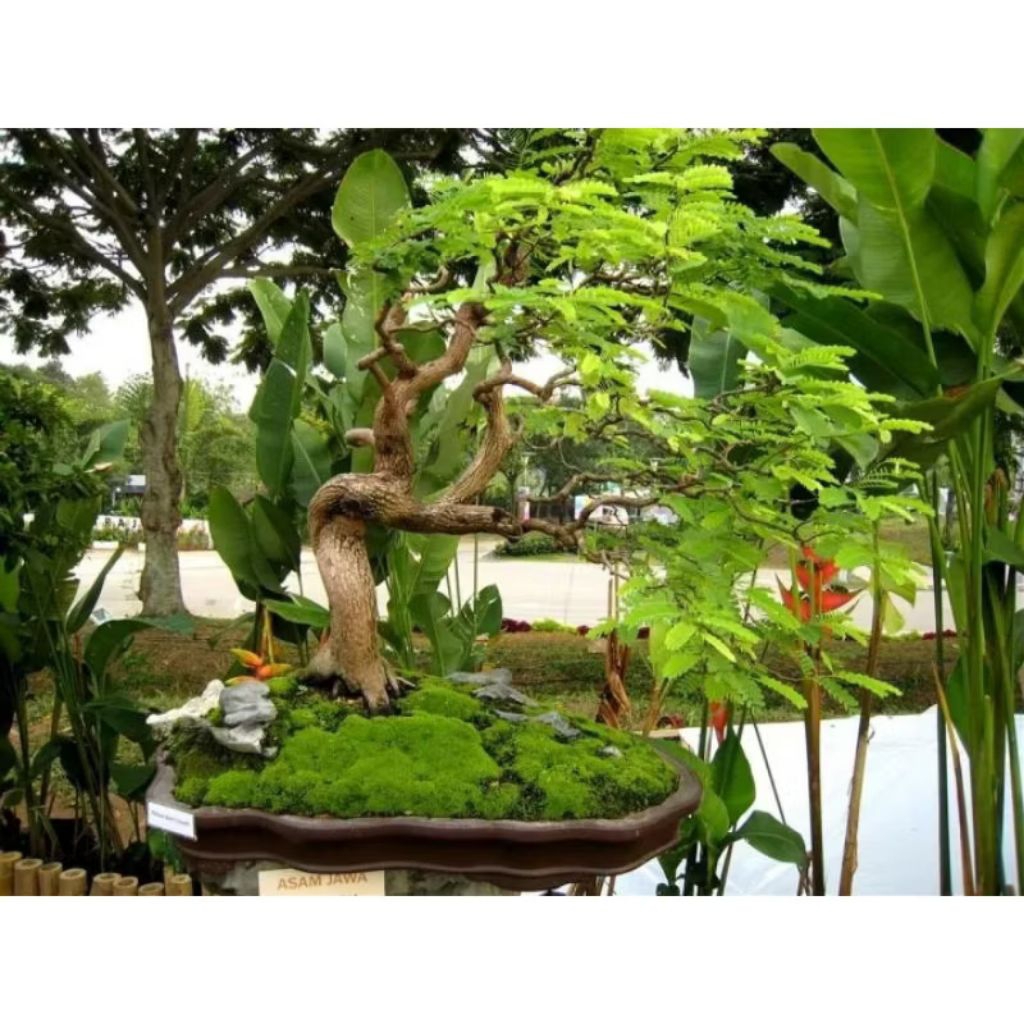 Biji benih asam jawa bahan bonsai