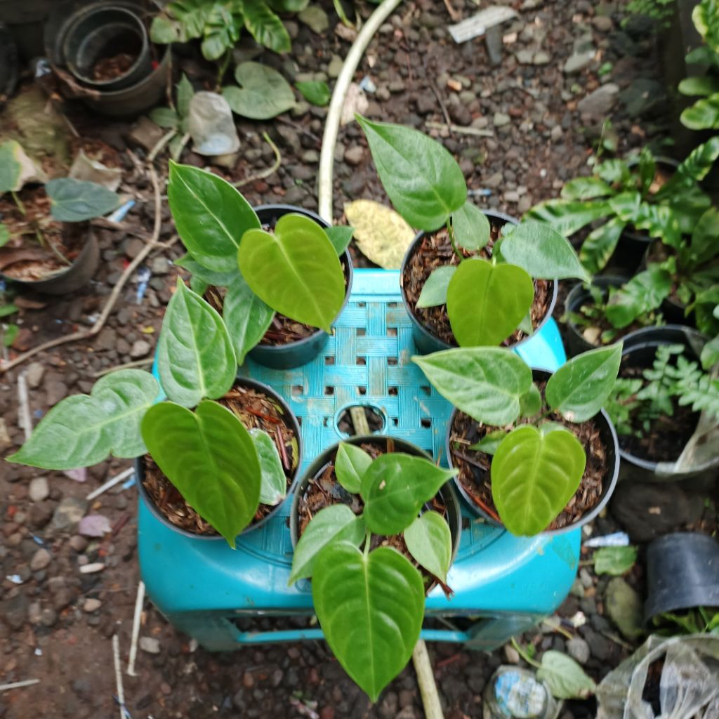 Anthurium vicii/kingvcii