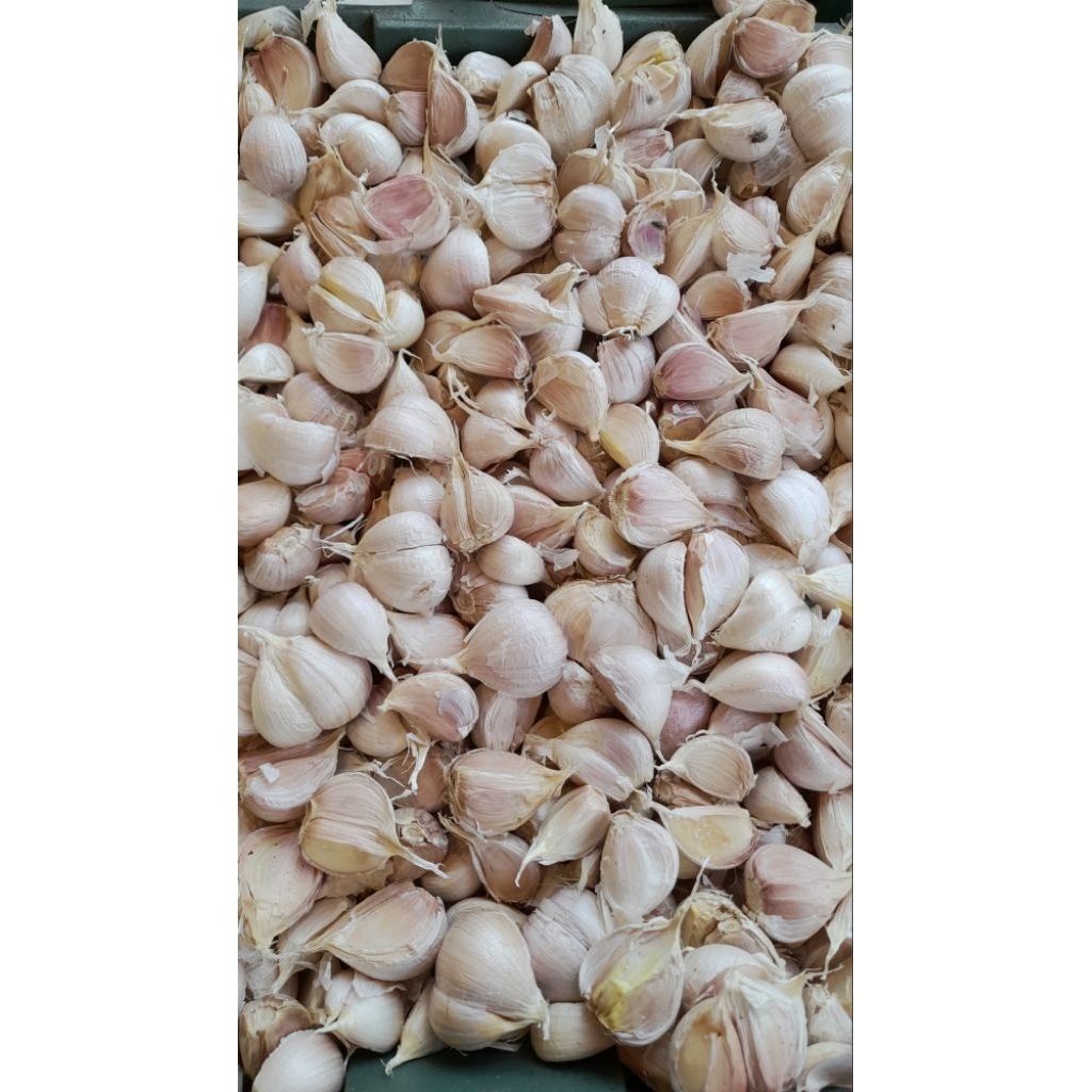 

Bawang Putih Kating Kualitas bagus