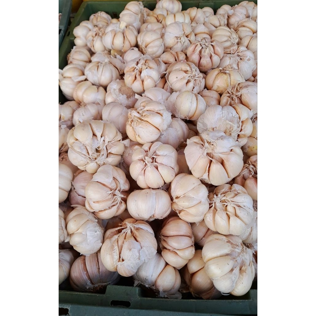 

Bawang Putih Banci 1kg