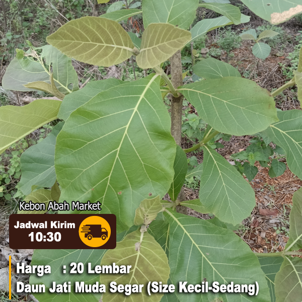 

Daun Jati Muda Segar Fresh 20 Lembar Size Sedang Kecil Langsung Petik Dadakan Obat Herbal Bahan Ecoprint Bukan Tua Warna Cokelat Dan Mendekati Hijau