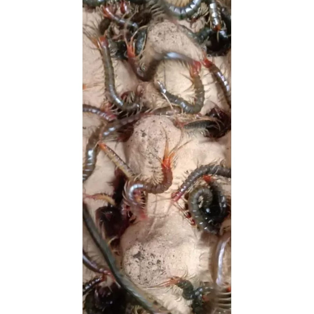 Paket Pakan Ikan Arwana ukuran 7-9 CM isi 20 ekor