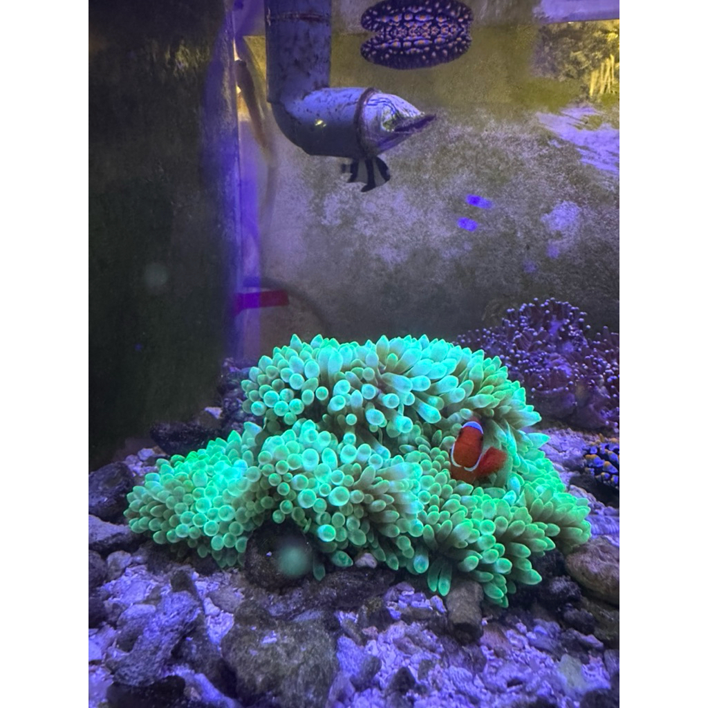 Anemon Jagung Hijau Rumah Nemo