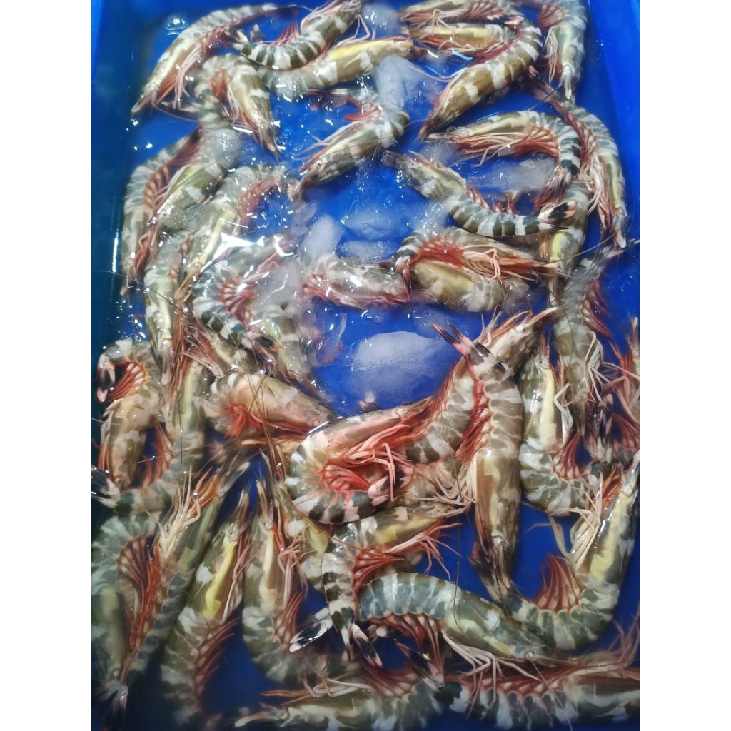 

Udang Cat Fresh 1kg