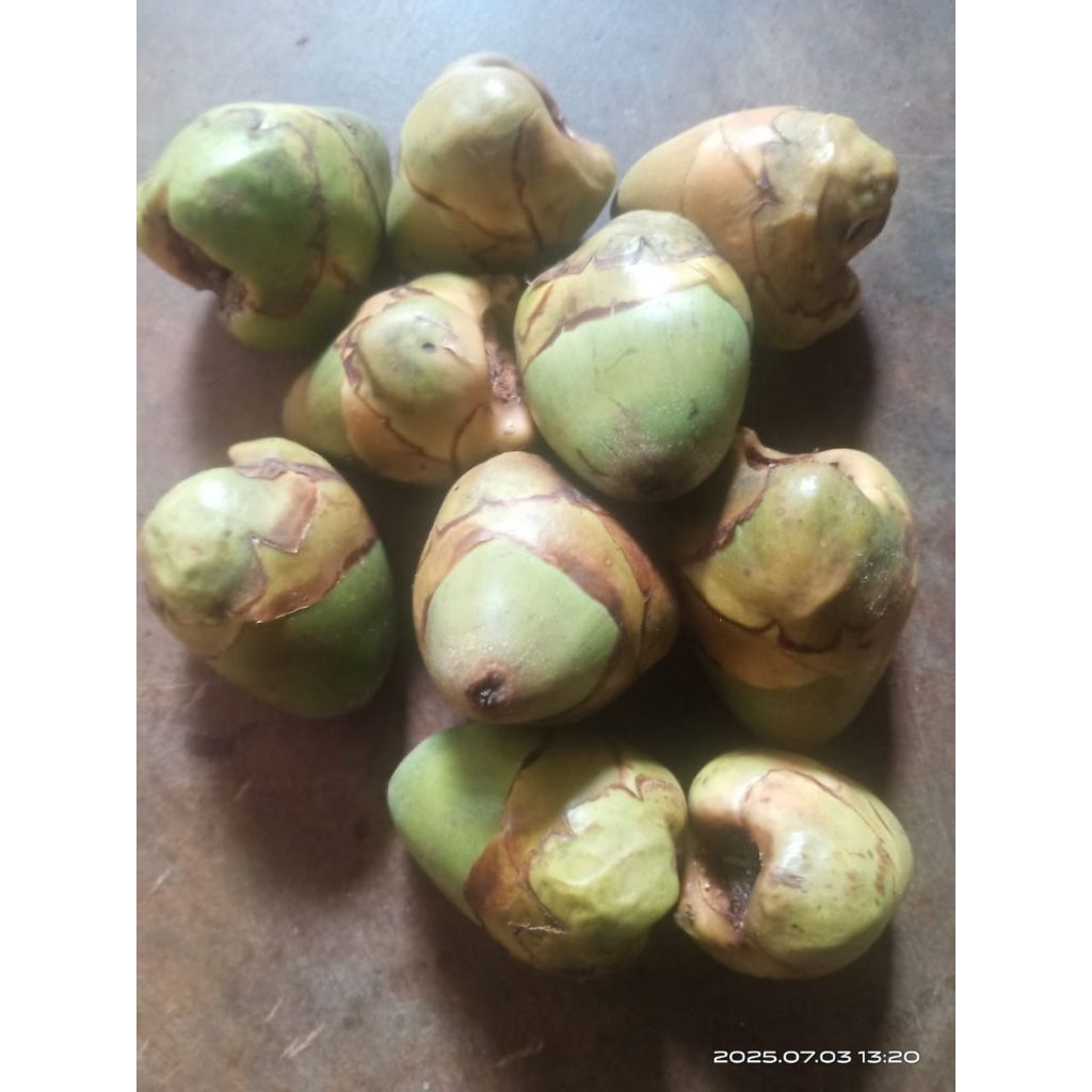 

buah tembuluk/baluluk segar 5 pcs