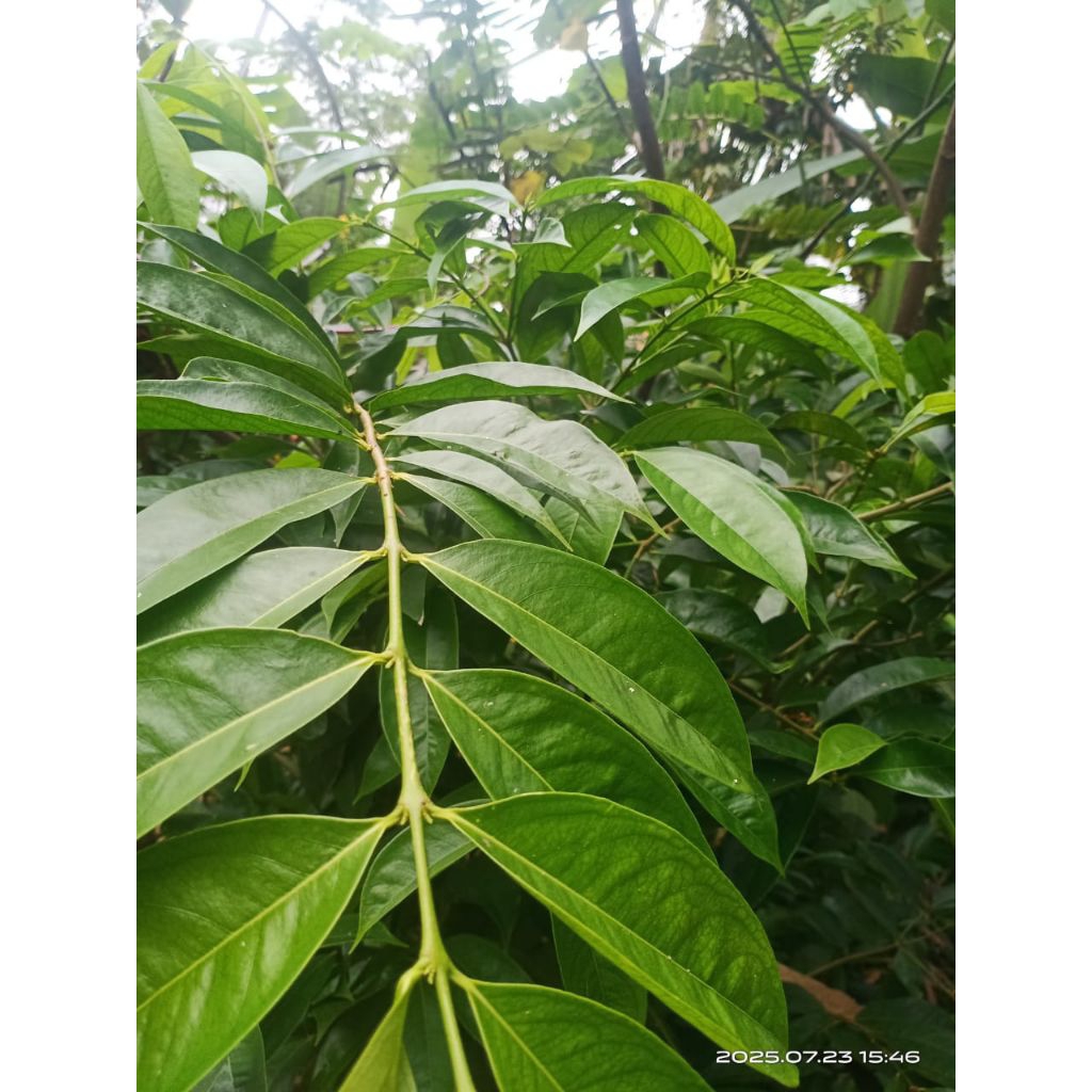 

daun mahkota dewa segar 300 gram