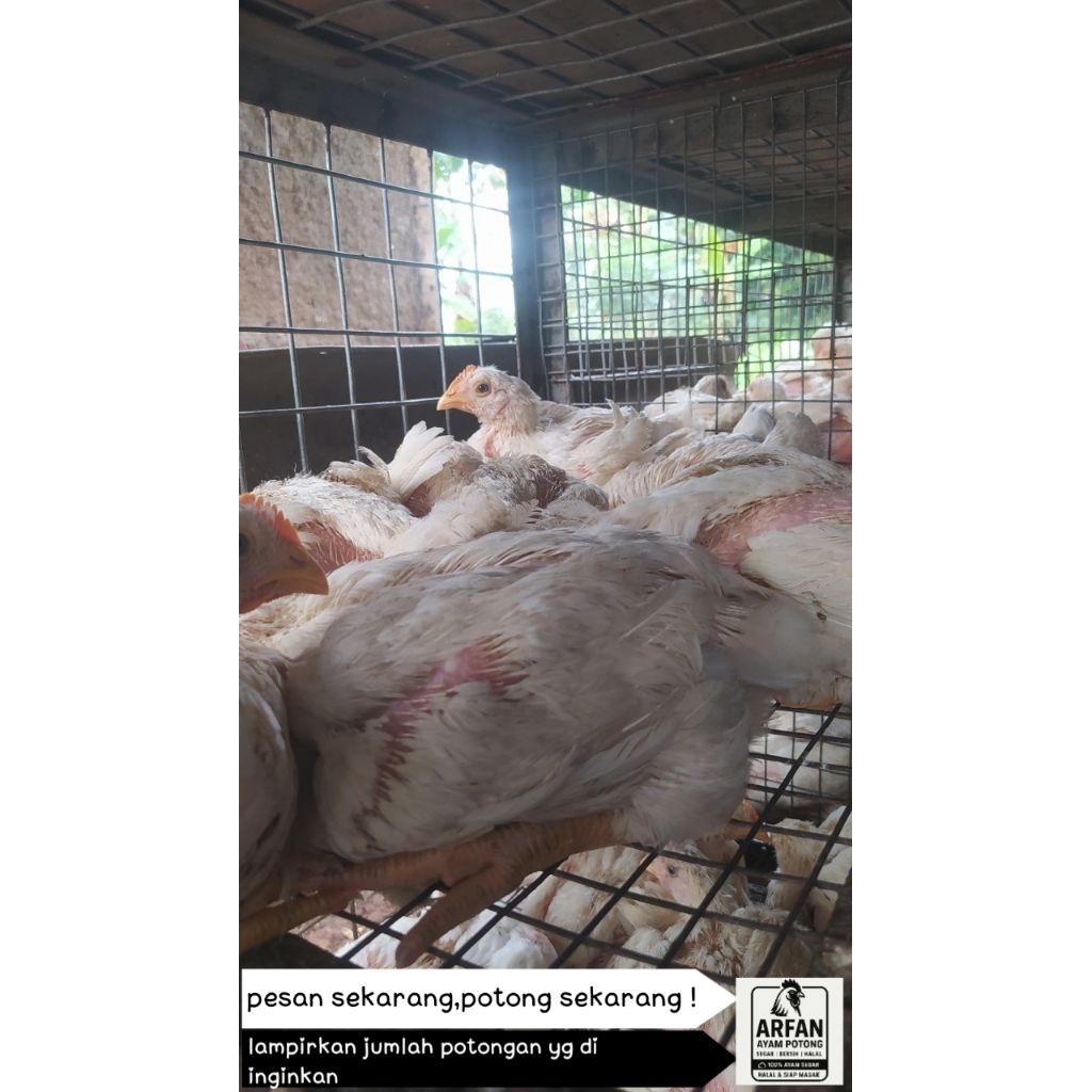 

Ayam potong broiler fresh 1.4kg(berat hidup 1 ekor) + ati ampela