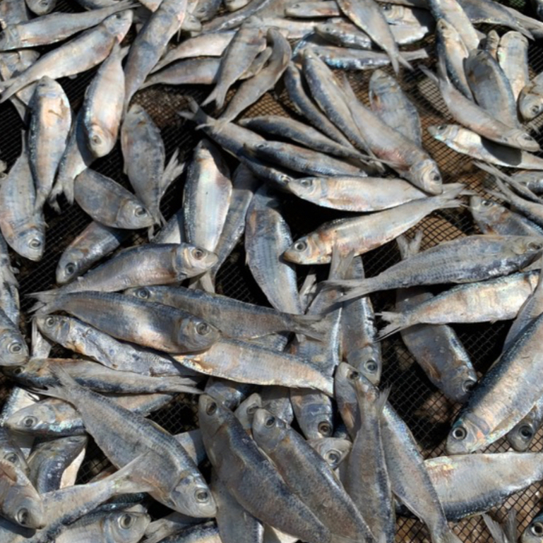 

1KG IKAN JUWI KUALITAS PREMIUM DIJAMIN PALING MURAH-STOCK BARU