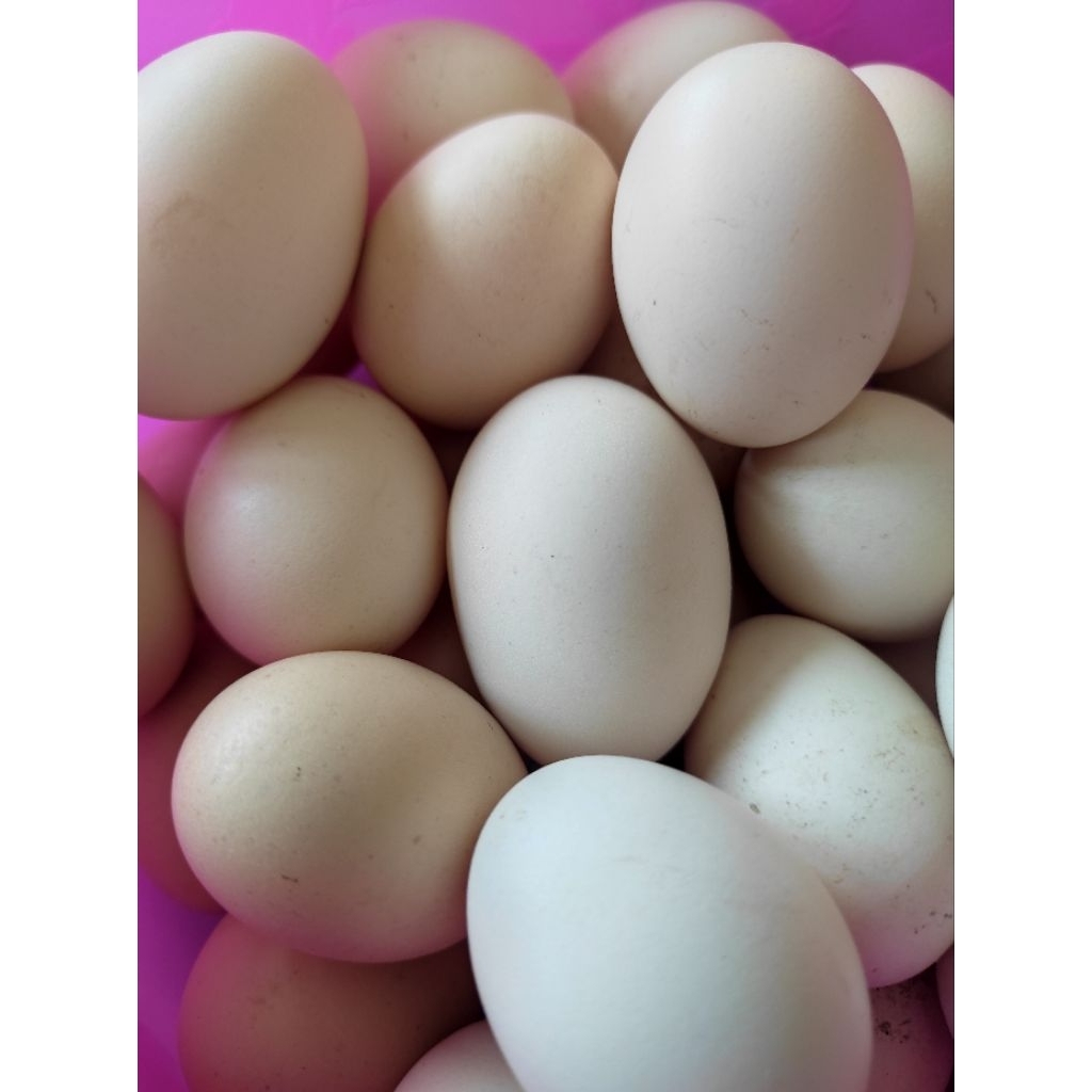 

Telur ayam kampung murni harga/ 1 butir