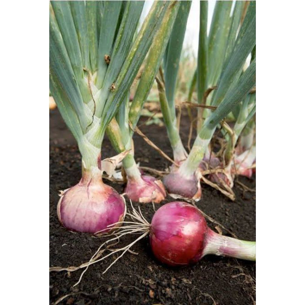 

Bawang Merah Bima ½ Kg (500 Gr) Berkualitas