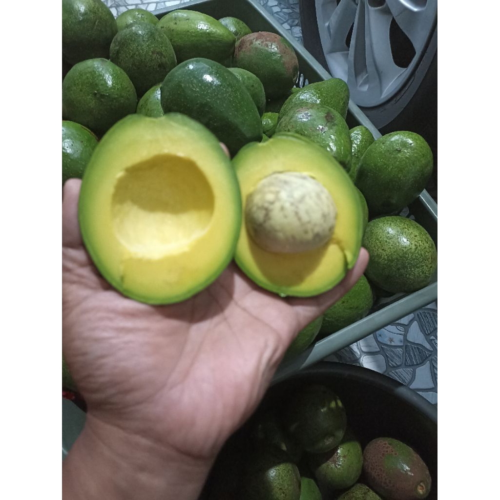 

Buah Alpukat Mentega