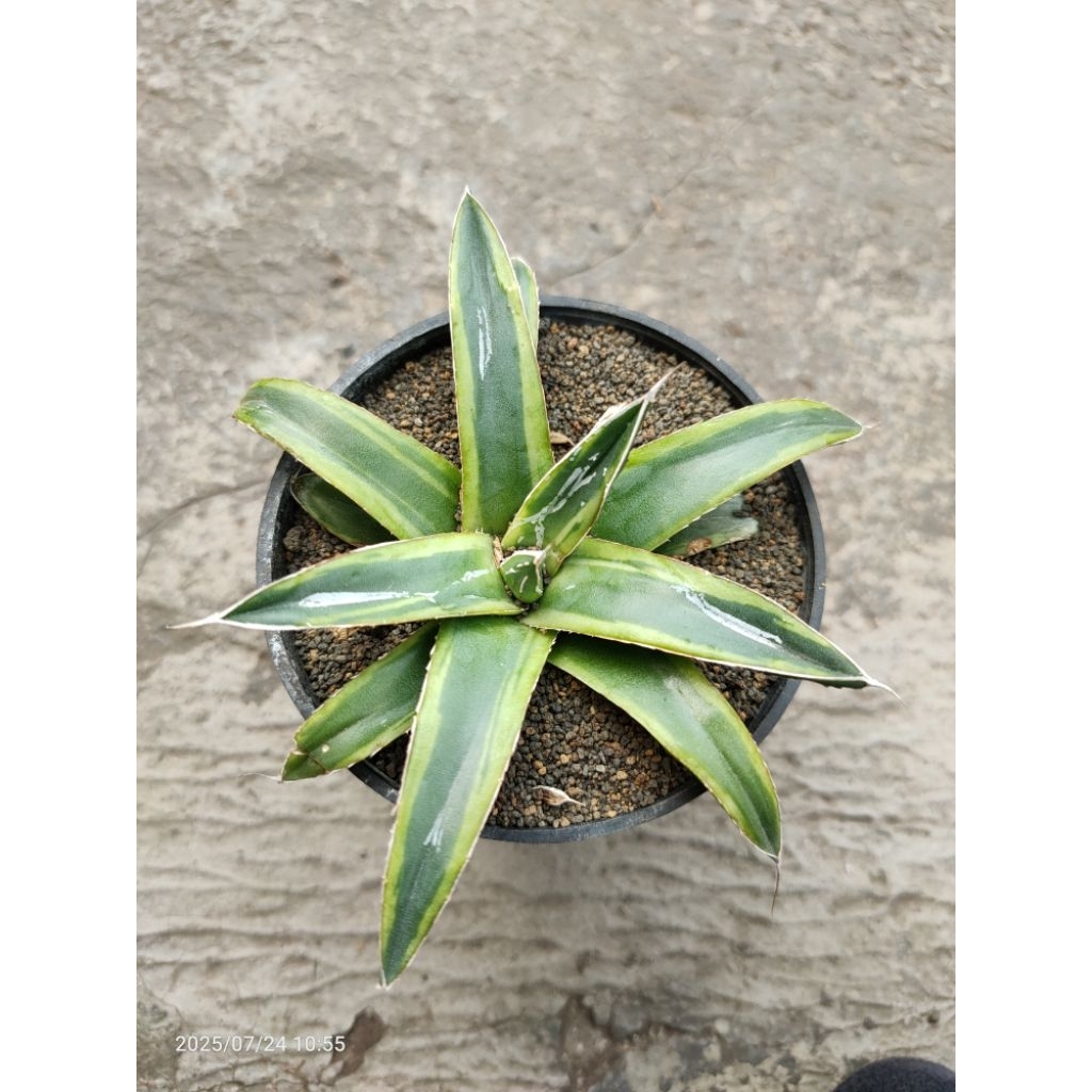 agave victoria reginae ring of gold