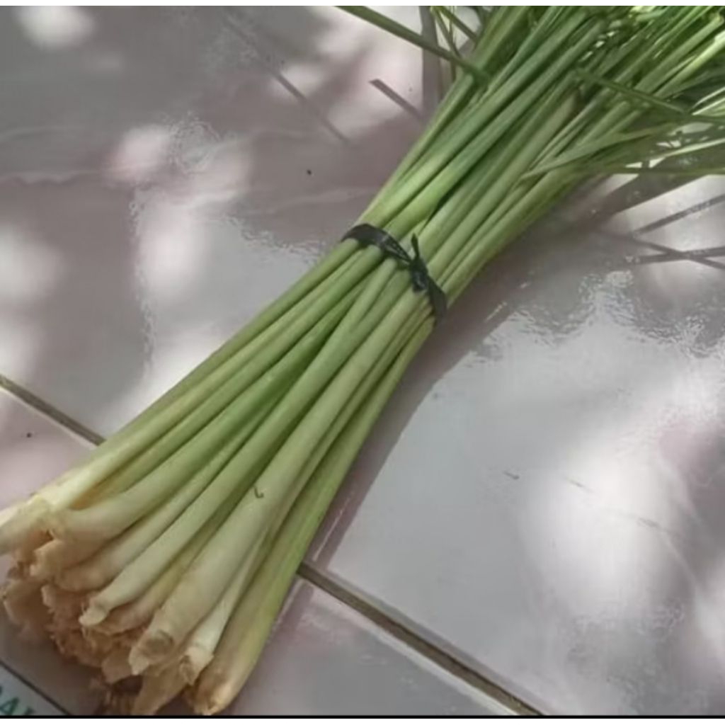 

TERMURAH PROMO SERAI / SEREH / HIJAU BESAR 500GRAM MURAH