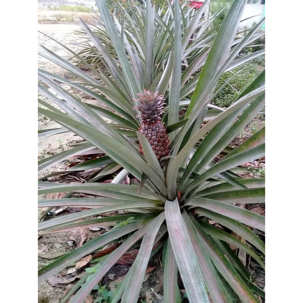 

buah nanas muda segar